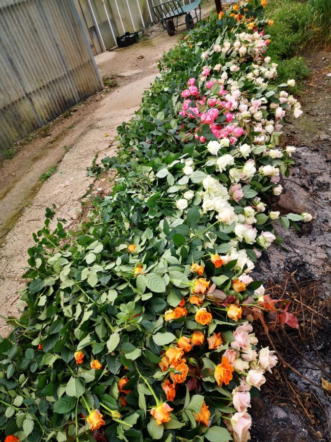 épidémie de coronavirus des milliers de roses jetées à la poubelle - Azur Roses