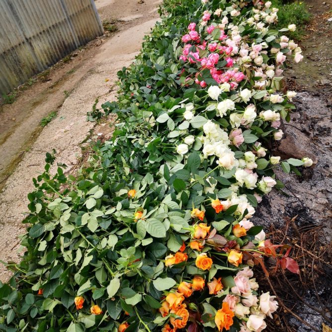 épidémie de coronavirus des milliers de roses jetées à la poubelle - Azur Roses