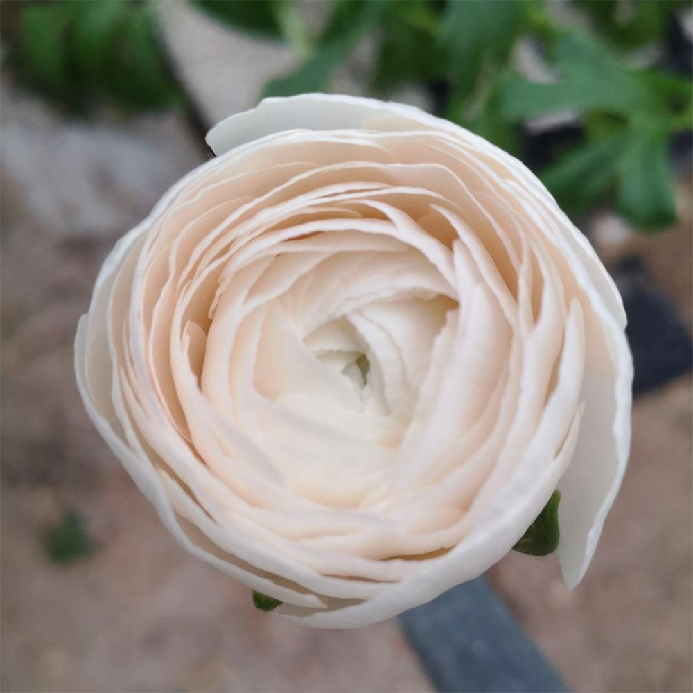 La renoncule made in Var - Azur Roses: Producteur de fleurs fraiches  coupées dans le Var
