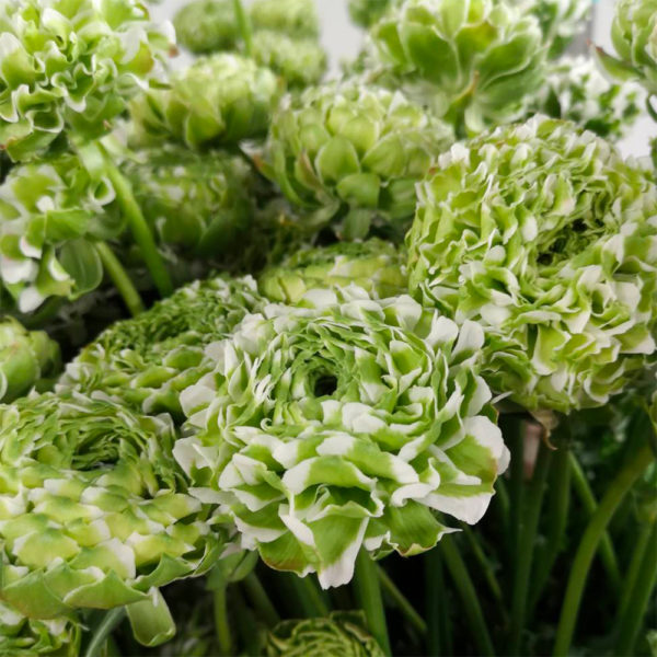 Renoncules by Azur Roses producteur var 800x800