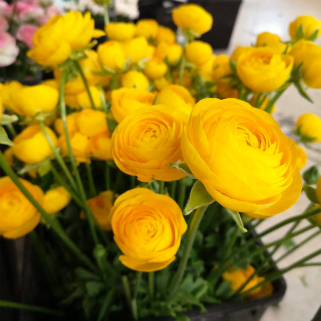 Renoncules jaunes by Azur Roses producteur var 1000×1000 Renoncules jaunes by Azur Roses producteur var 1000x1000