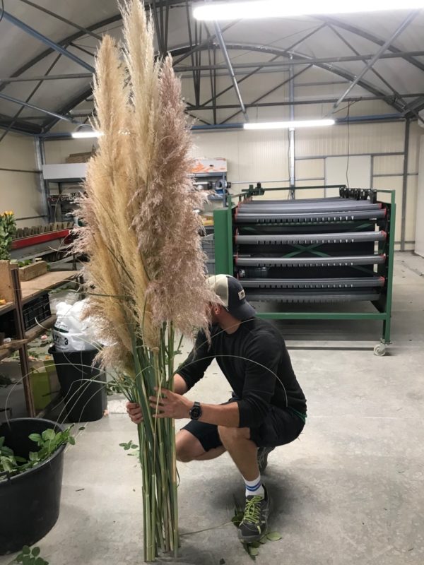 herbes de la pampa par Azur Roses producteur dans le Var