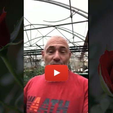 vidéo-michel soto producteur azur roses