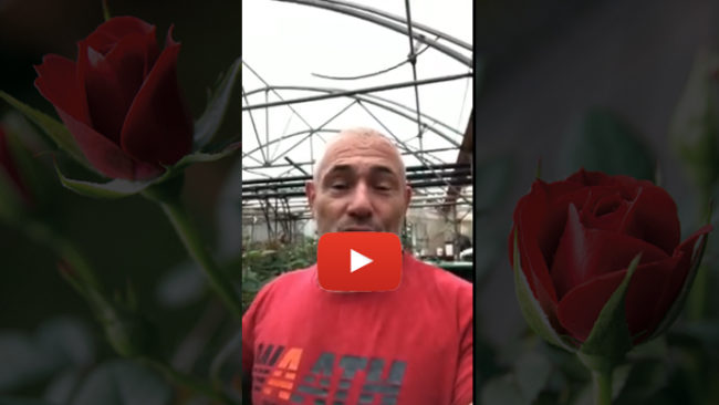 vidéo-michel soto producteur azur roses