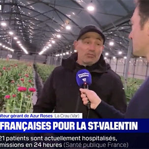 BFM TV direct renoncules chez Azur roses producteur fleur fraiche dans le Var