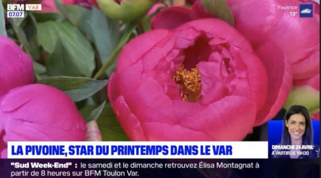 Azur Roses producteur de pivoines dans le Var sur BFM Var