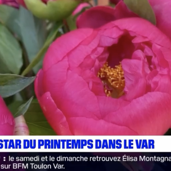Azur Roses producteur de pivoines dans le Var sur BFM Var