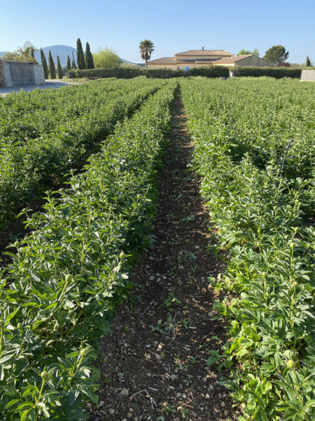 Champ de pivoines Azur roses producteur de pivoines à la Crau Var