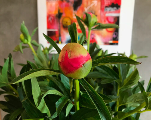 La-Pivoine-Azur-Roses-Avril-2019-La-Crau-Var