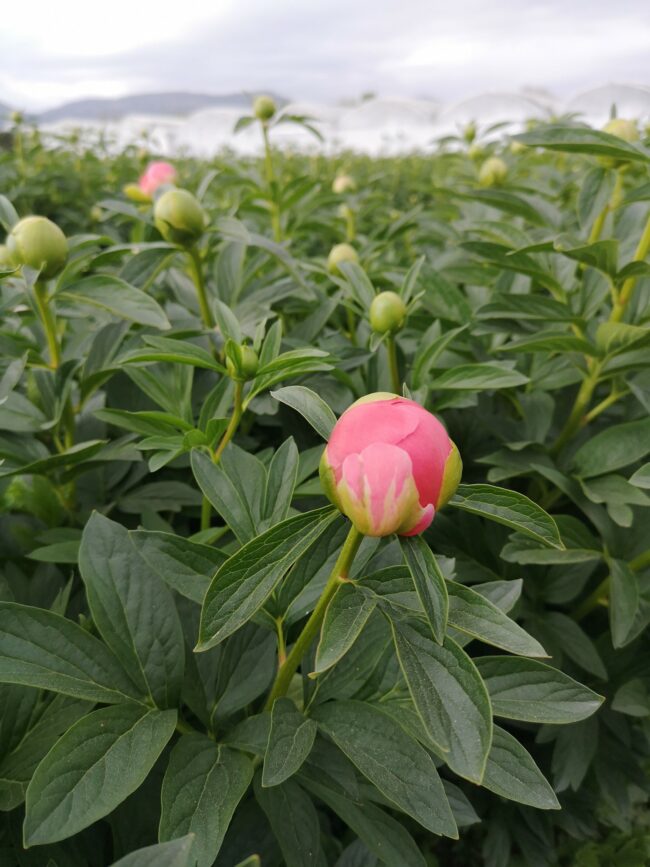 producteur de pivoines Var – Azur Roses La Crau producteur de pivoines Var - Azur Roses La Crau