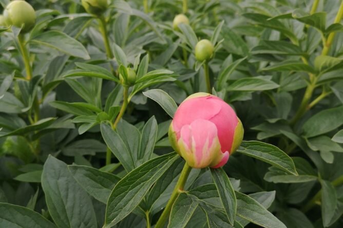 producteur de pivoines Var – Azur Roses La Crau producteur de pivoines Var - Azur Roses La Crau