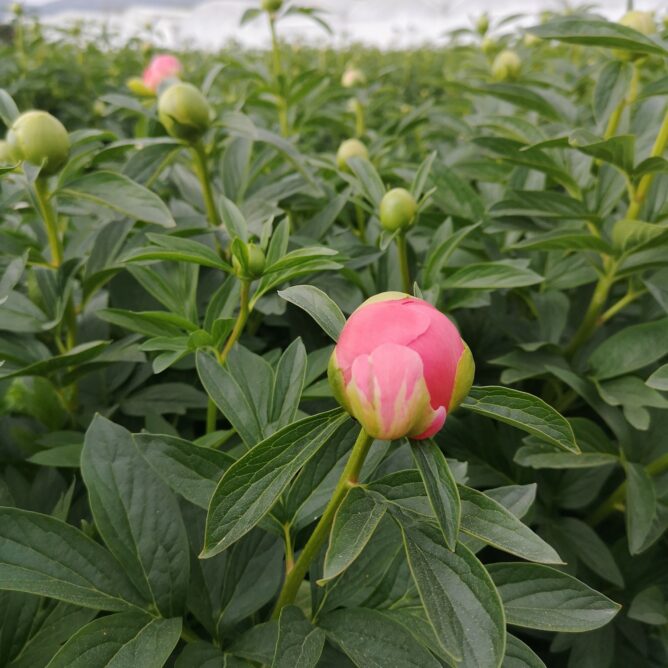 producteur de pivoines Var - Azur Roses La Crau