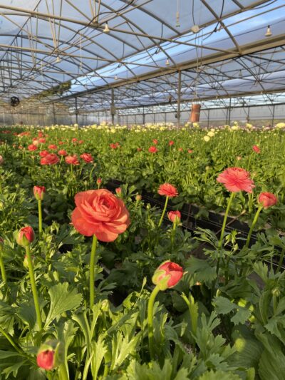 Renoncules by Azur Roses producteur fleurs fraiche dans le Var