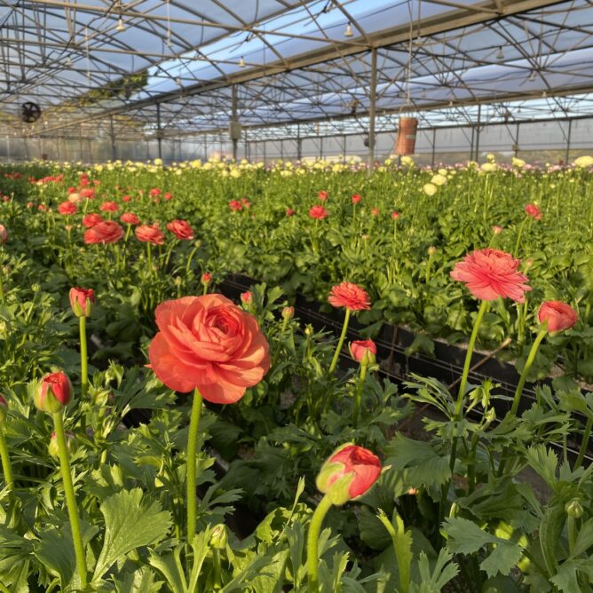 Renoncules by Azur Roses producteur fleurs fraiche dans le Var