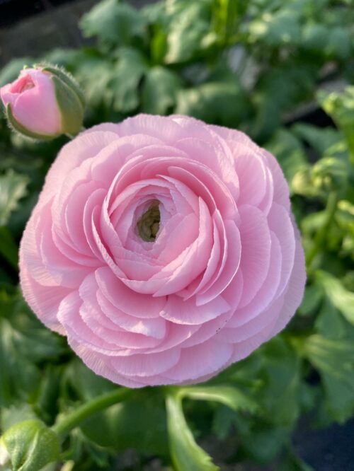 Renoncules fête des grands mères by Azur Roses producteur Var-1