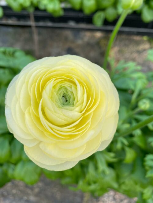 Renoncules fête des grands mères by Azur Roses producteur Var-1