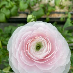 Renoncules fête des grands mères by Azur Roses producteur Var-1