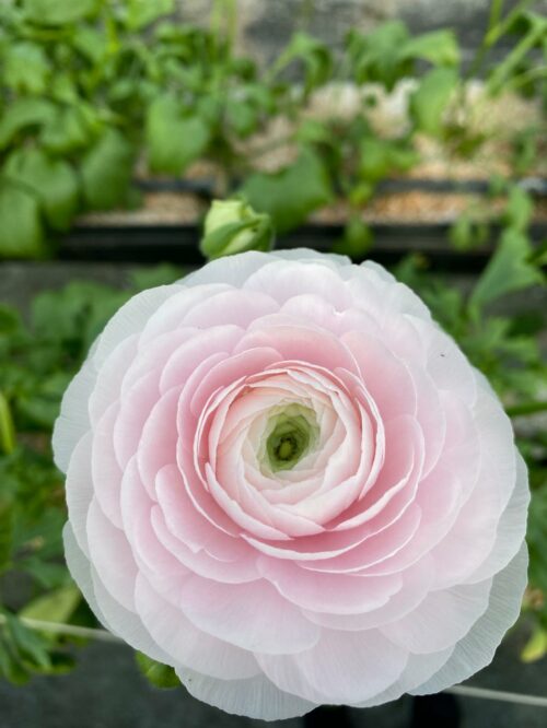 Renoncules fête des grands mères by Azur Roses producteur Var-1