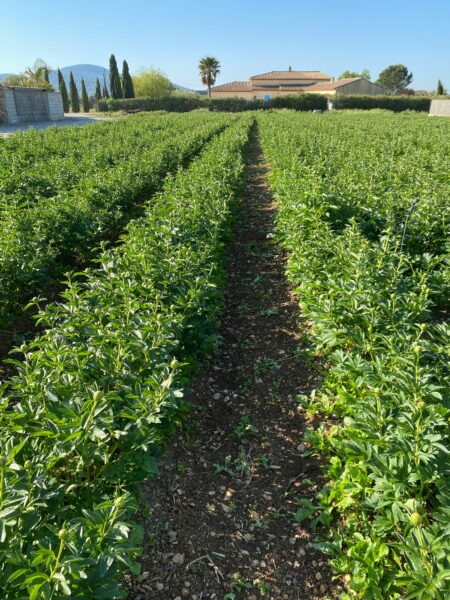 champ de pivoines Azur roses producteur à la Crau dans le Var