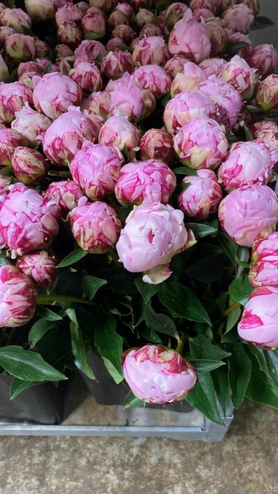 Pivoines fête des mères GAEC Azur Roses producteur Var