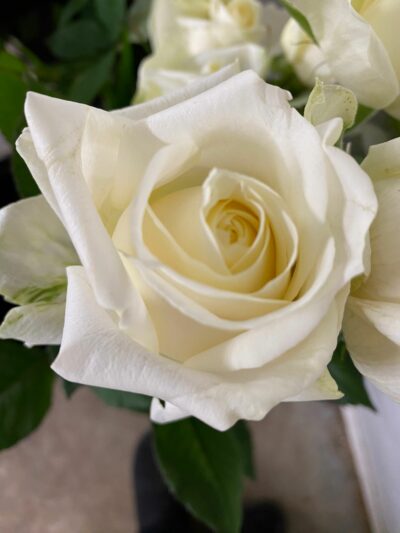 Roses Avalanche fête des mères GAEC Azur Roses producteur Var