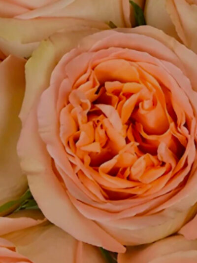 Roses Garden Home fête des mères GAEC Azur Roses producteur Var-1536x2048