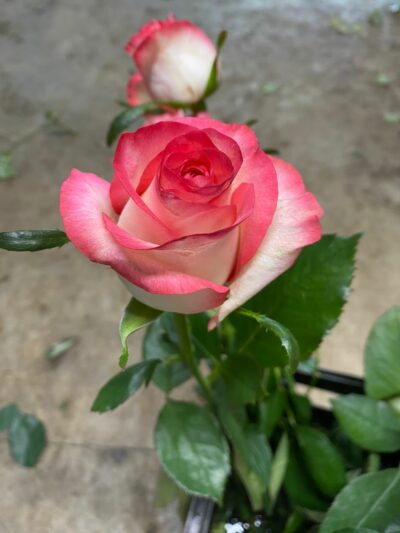 Roses Jumilia fête des mères GAEC Azur Roses producteur Var