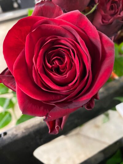 Roses Red Naomi fête des mères GAEC Azur Roses producteur Var