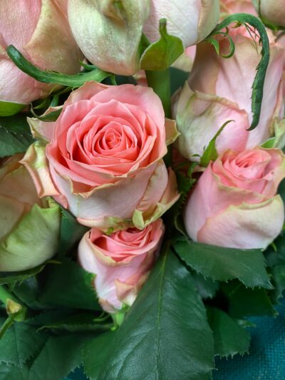 Roses Sophia Loren fête des mères GAEC Azur Roses producteur Var