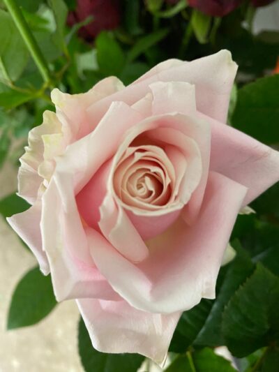 Roses Sweet fête des mères GAEC Azur Roses producteur Var