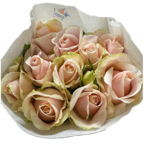 Rose sweet avalanche Azur Roses direct producteur var