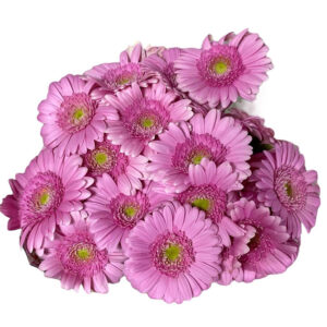 bouquet de fleur germini producteur azur roses var