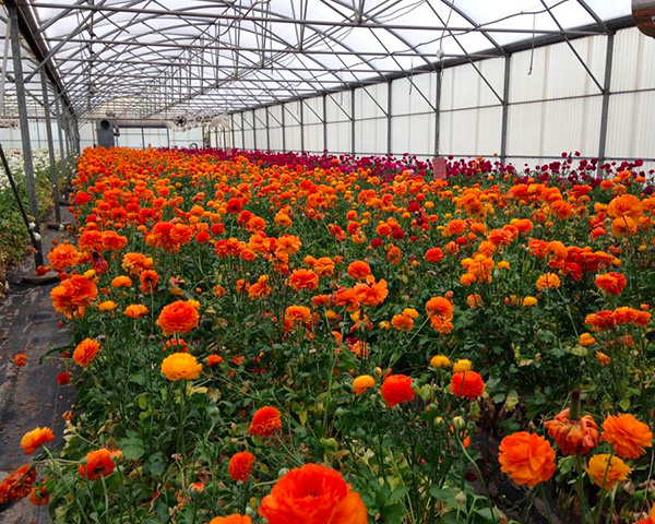 renoncules-azur-roses-producteur-fleur-la crau var