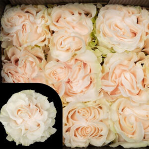 rose cotton xpression direct producteur azur roses var