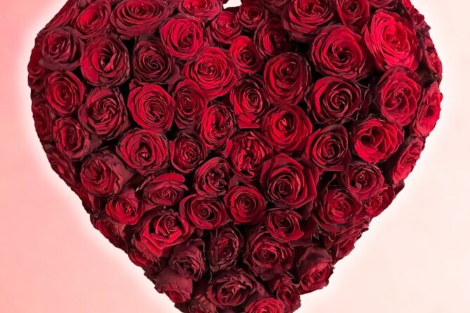 roses Saint Valentin par Azur Roses producteur La Crau Var