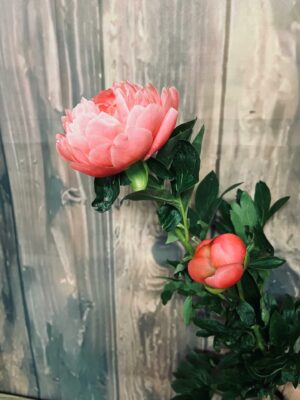 pivoines made in Var by Azur Roses la Crau-2