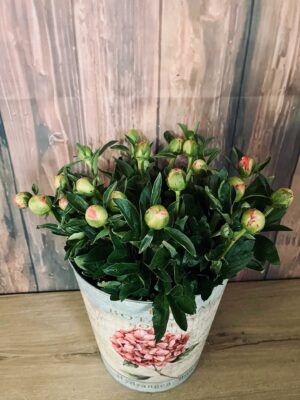 pivoines made in Var by Azur Roses la Crau-3