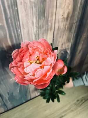 pivoines made in Var by Azur Roses la Crau