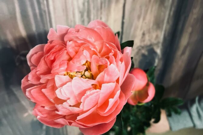 pivoines made in Var by Azur Roses la Crau pivoines made in Var by Azur Roses la Crau